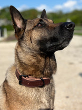 Load image into Gallery viewer, Double Brown K-9 Collar - Mack Belts™
